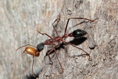 Myrmecia nigriceps