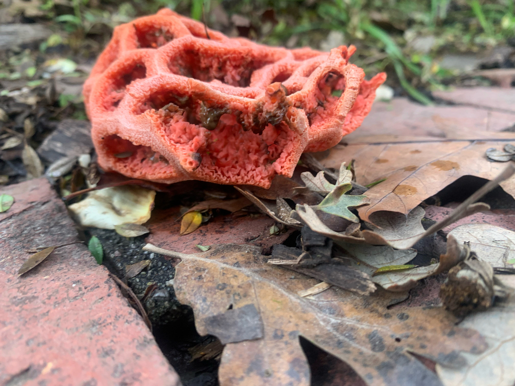 Clathrus ruber · December 2025 · photo: © dlevitis (iNaturalist, cc-by)