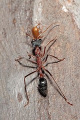 Myrmecia nigriceps