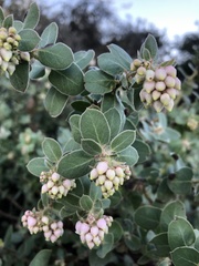Arctostaphylos purissima