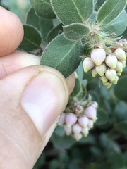 Arctostaphylos purissima