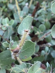 Arctostaphylos purissima