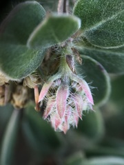 Arctostaphylos purissima