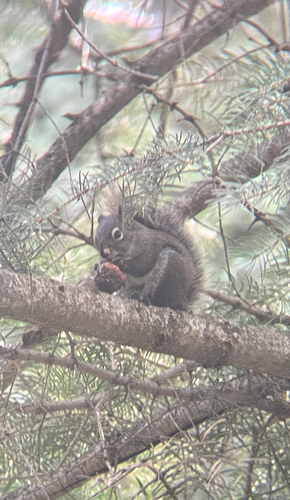 Fremont's Squirrel observed by greenwoods