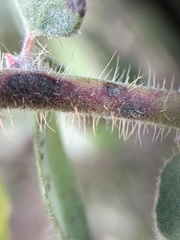 Arctostaphylos purissima