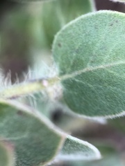 Arctostaphylos purissima