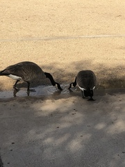 Branta canadensis
