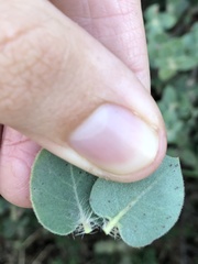 Arctostaphylos purissima