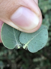 Arctostaphylos purissima