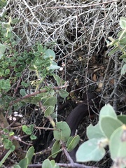 Arctostaphylos purissima