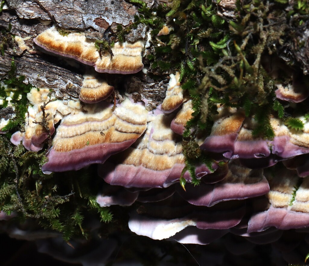 Trichaptum biforme · December 2025 · photo: © gcsnelling (iNaturalist, cc-by)