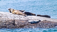 Phoca vitulina