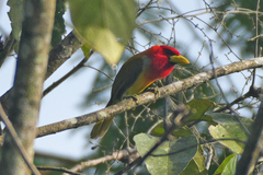 Scarlet-Hooded Barbet photo 4