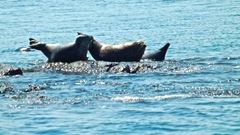 Phoca vitulina