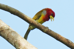 Scarlet-Hooded Barbet photo 5
