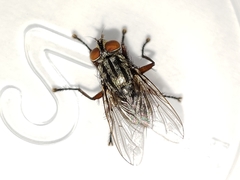 Oxysarcodexia ventricosa