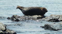 Phoca vitulina