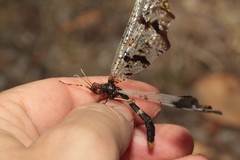 Periclystus circuiter