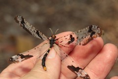 Periclystus circuiter