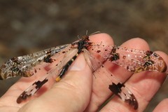 Periclystus circuiter