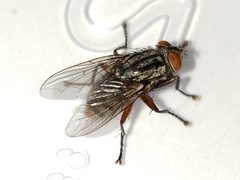 Oxysarcodexia ventricosa