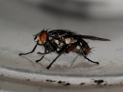 Oxysarcodexia ventricosa