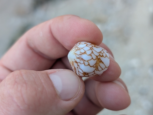 Conus leviteni observed 2025-12-26