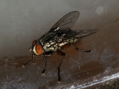 Oxysarcodexia ventricosa