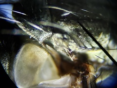 Oxysarcodexia ventricosa