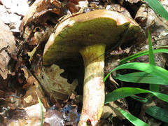 Boletus speciosus