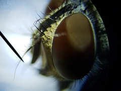 Oxysarcodexia ventricosa