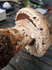 Agaricus pattersoniae