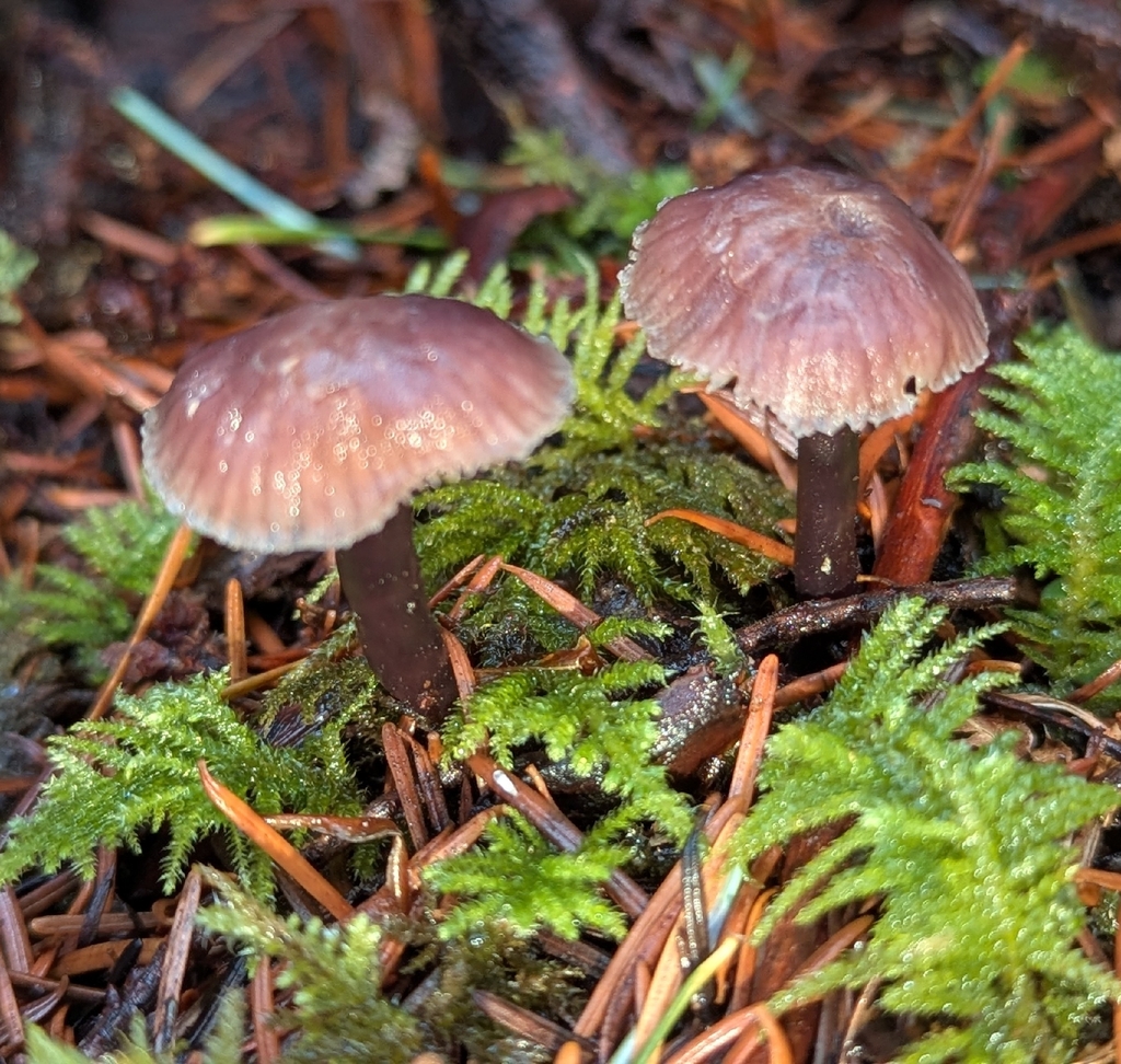 Mycena pura · December 2025 · photo: © benkeen (iNaturalist, cc0)