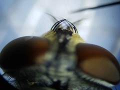 Oxysarcodexia ventricosa