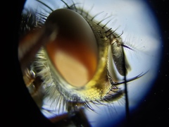 Oxysarcodexia ventricosa