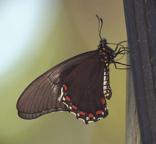 West-Mexican Swallowtail (Battus eracon)