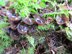 Pseudoplectania melaena
