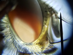 Oxysarcodexia ventricosa