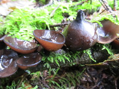 Pseudoplectania melaena