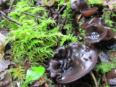 Pseudoplectania melaena
