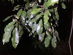 Heritiera trifoliolata