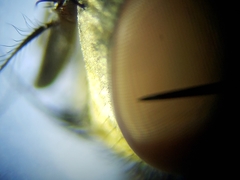 Oxysarcodexia ventricosa