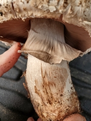Agaricus pattersoniae