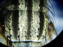 Oxysarcodexia ventricosa