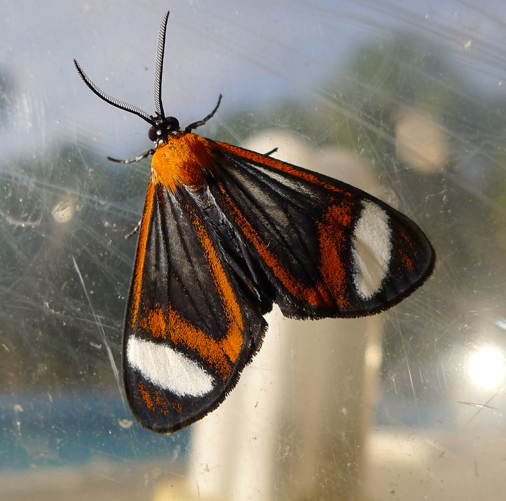 Harlequin Moth