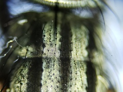 Oxysarcodexia ventricosa