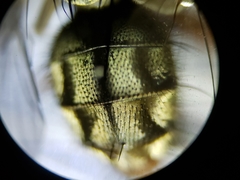 Oxysarcodexia ventricosa