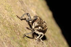 Eutyrhinus meditabundus