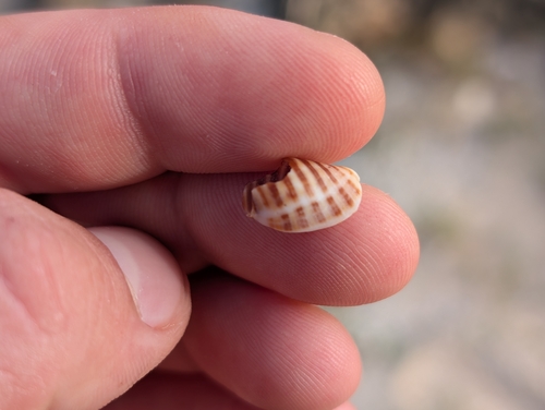 Vexilla vexillum observed 2025-12-26