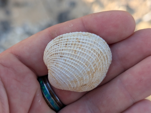 Antigona reticulata observed 2025-12-26